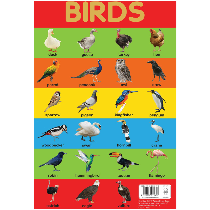 Early Educational Chart - Birds